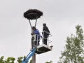 storchennest 4