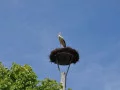 storchennest 6