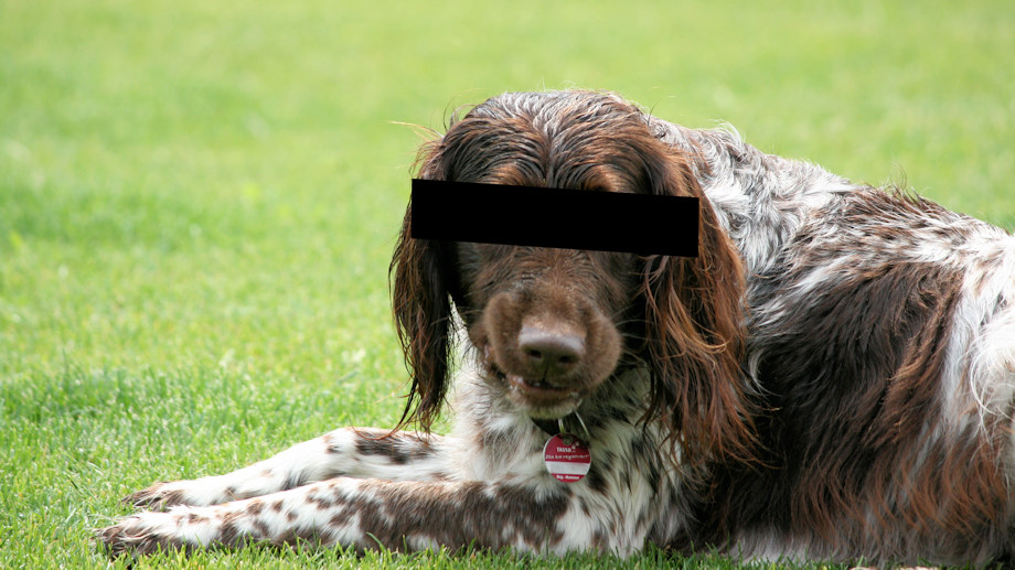Hundehalter werden an Kosten beteiligt
